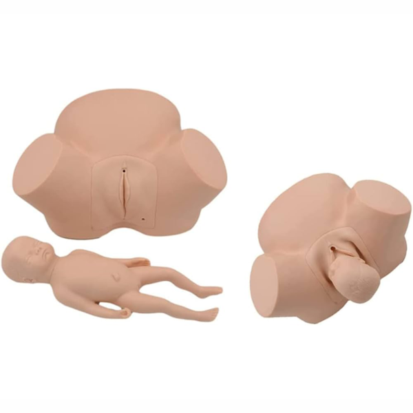 Modèle simulateur d'accouchement pour sage femme
